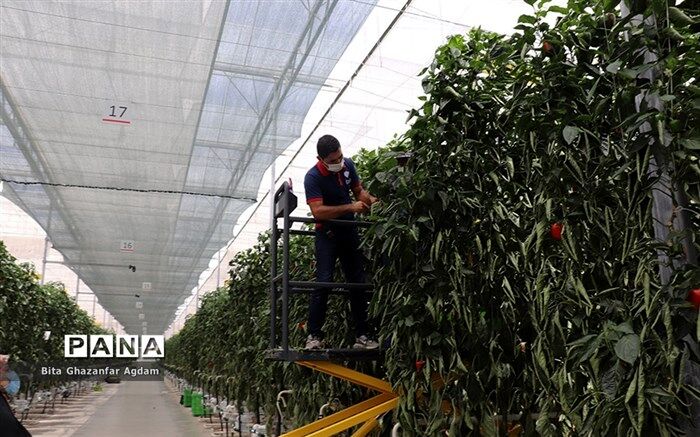 گلخانه‌های آذربایجان‌شرقی فراتر از پیش‌بینی ها، توسعه یافتند