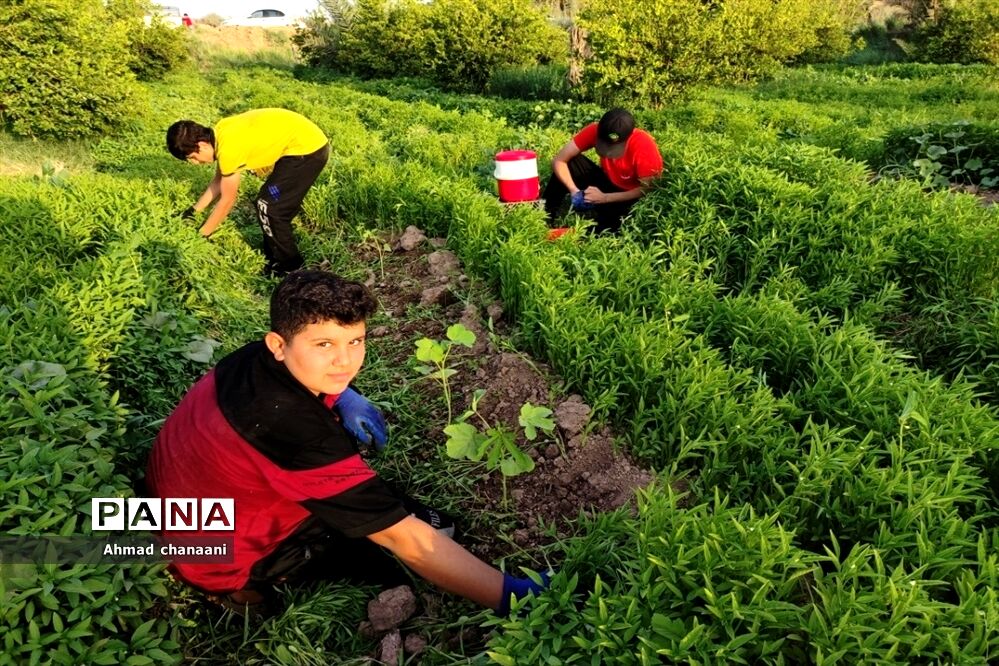 برداشت لیموترش در روستای موران از توابع شهرستان کارون