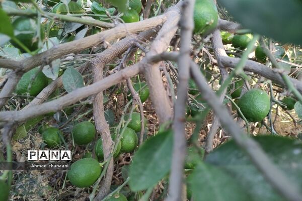 برداشت لیموترش در روستای موران از توابع شهرستان کارون