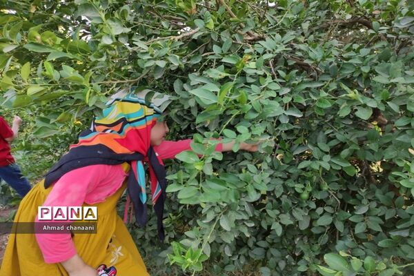 برداشت لیموترش در روستای موران از توابع شهرستان کارون