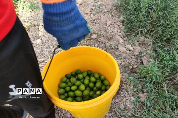 برداشت لیموترش در روستای موران از توابع شهرستان کارون