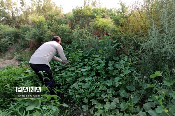 برداشت لیموترش در روستای موران از توابع شهرستان کارون