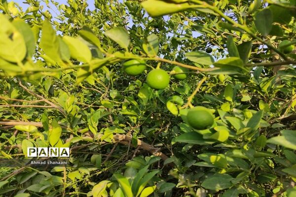 برداشت لیموترش در روستای موران از توابع شهرستان کارون