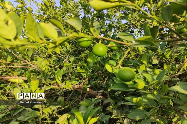 برداشت لیموترش در روستای موران از توابع شهرستان کارون