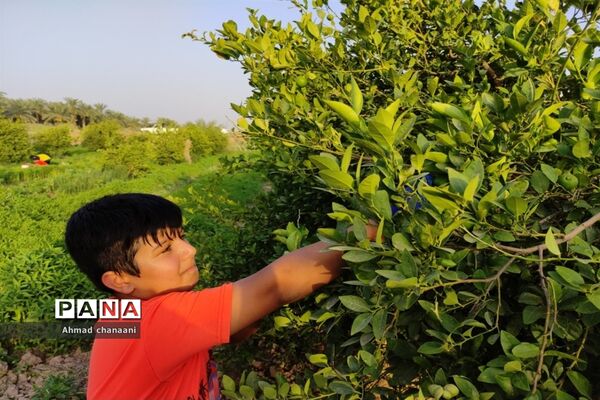 برداشت لیموترش در روستای موران از توابع شهرستان کارون