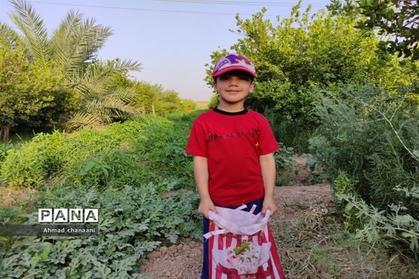 برداشت لیموترش در روستای موران از توابع شهرستان کارون