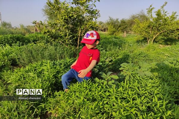 برداشت لیموترش در روستای موران از توابع شهرستان کارون