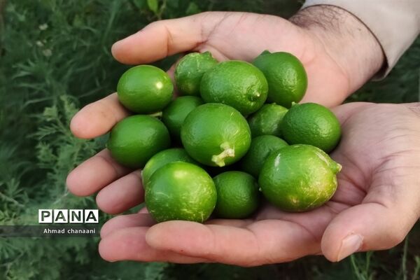 برداشت لیموترش در روستای موران از توابع شهرستان کارون