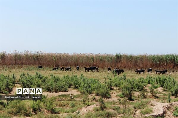 هور العظیم ؛انهدام زیبایی، ازدحام تنهایی