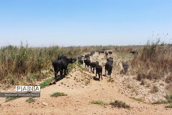 هور العظیم ؛انهدام زیبایی، ازدحام تنهایی