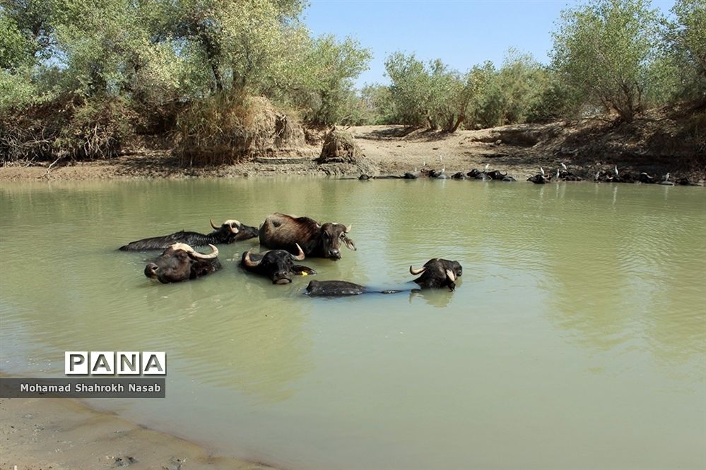 هور العظیم ؛انهدام زیبایی، ازدحام تنهایی