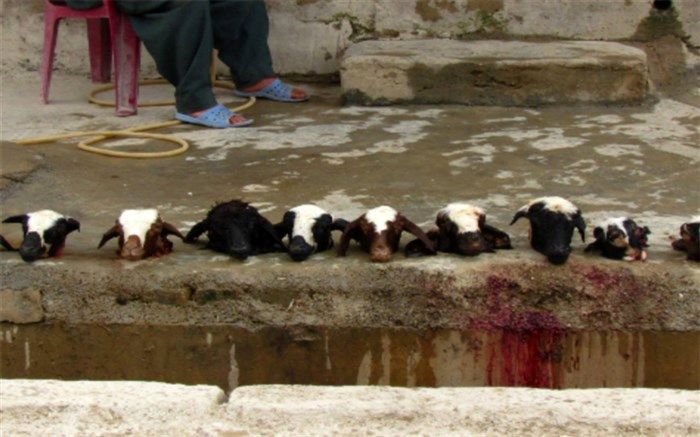 قصابی، شغل غالب در شهر کاج