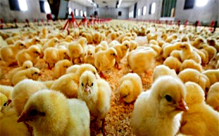 جوجه‌ریزی 3 میلیون و 250 هزار قطعه در 50 روز اخیر در استان اردبیل