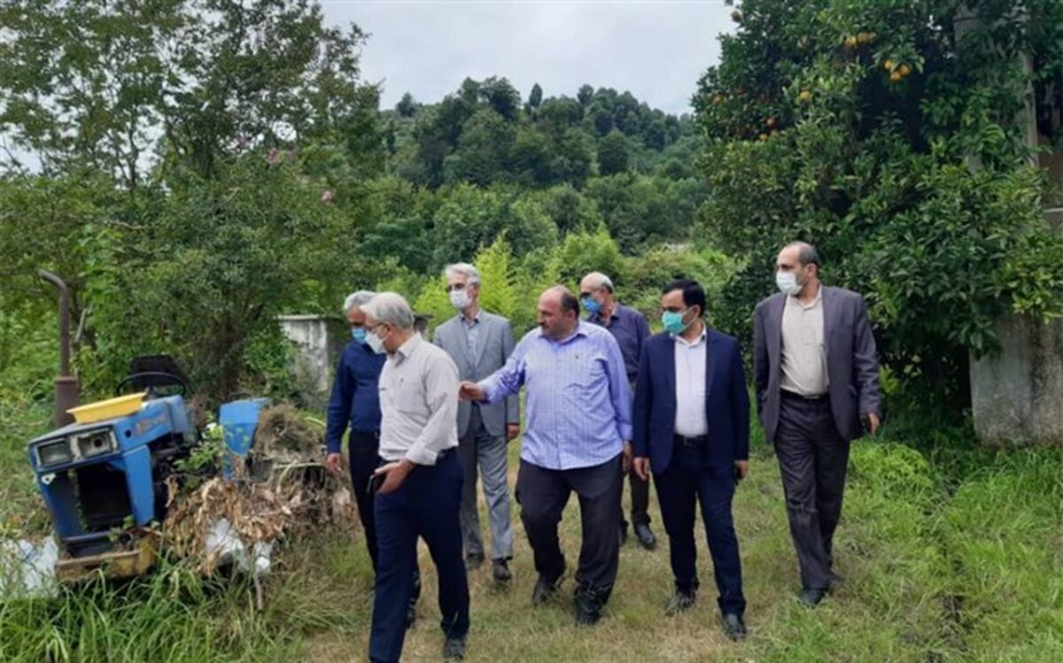 کیوی تناسب اقلیمی خوبی با شمال کشور دارد