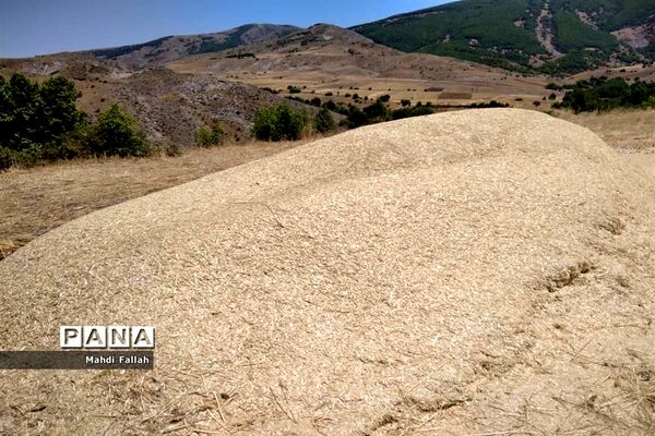 برداشت محصولات کشاورزی در روستای تنباکلوق  از توابع شهرستان هوراند
