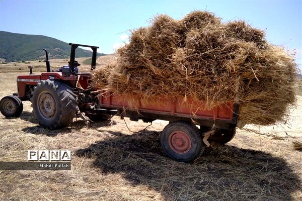 برداشت محصولات کشاورزی در روستای تنباکلوق  از توابع شهرستان هوراند