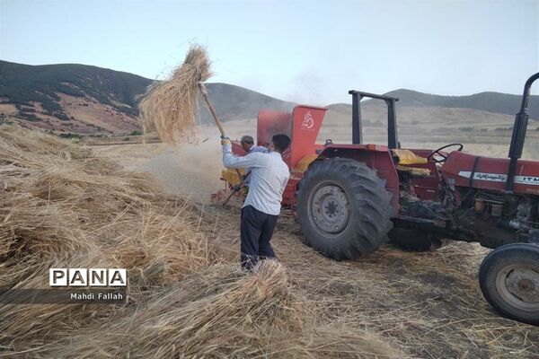 برداشت محصولات کشاورزی در روستای تنباکلوق  از توابع شهرستان هوراند