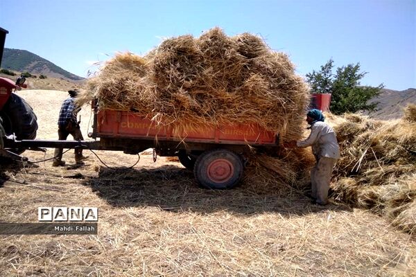 برداشت محصولات کشاورزی در روستای تنباکلوق  از توابع شهرستان هوراند