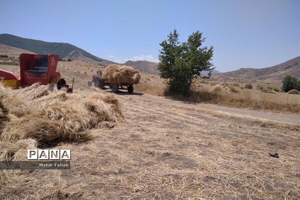 برداشت محصولات کشاورزی در روستای تنباکلوق  از توابع شهرستان هوراند