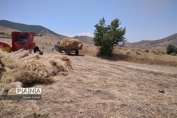 برداشت محصولات کشاورزی در روستای تنباکلوق  از توابع شهرستان هوراند