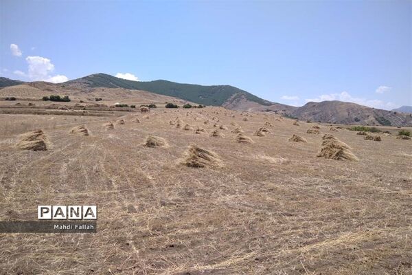 برداشت محصولات کشاورزی در روستای تنباکلوق  از توابع شهرستان هوراند