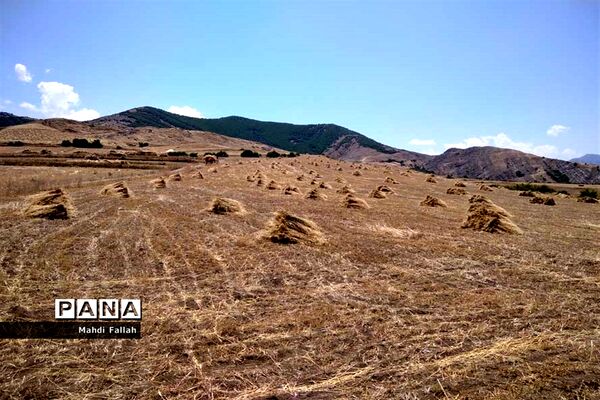 برداشت محصولات کشاورزی در روستای تنباکلوق  از توابع شهرستان هوراند