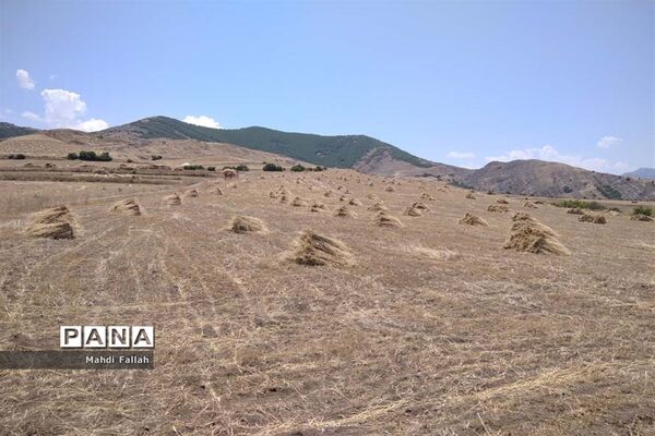 برداشت محصولات کشاورزی در روستای تنباکلوق  از توابع شهرستان هوراند