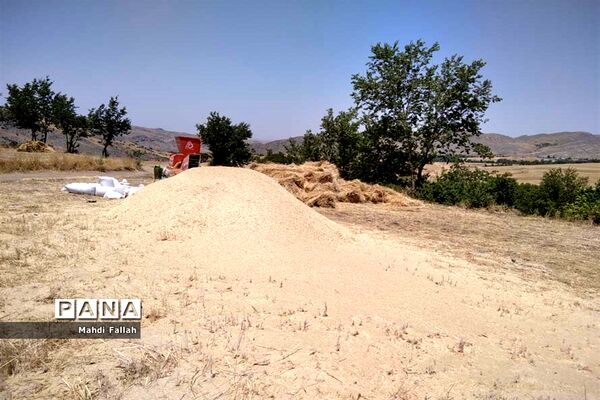 برداشت محصولات کشاورزی در روستای تنباکلوق  از توابع شهرستان هوراند
