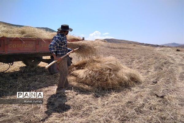 برداشت محصولات کشاورزی در روستای تنباکلوق  از توابع شهرستان هوراند