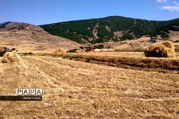 برداشت محصولات کشاورزی در روستای تنباکلوق  از توابع شهرستان هوراند