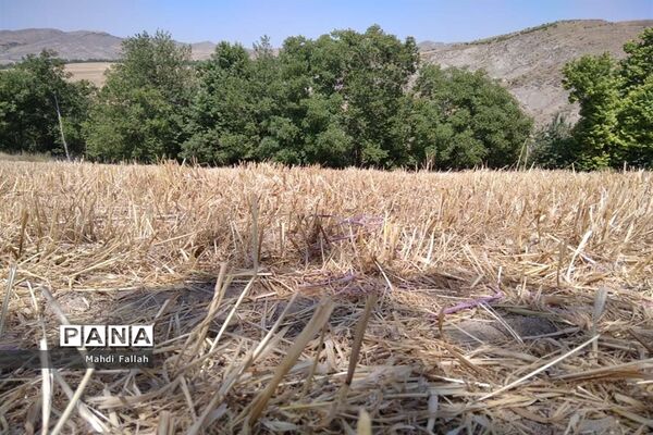 برداشت محصولات کشاورزی در روستای تنباکلوق  از توابع شهرستان هوراند