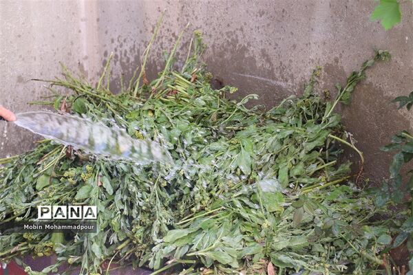 عرق گیری گیاه شاه اسپرم به روش سنتی  در تبریز