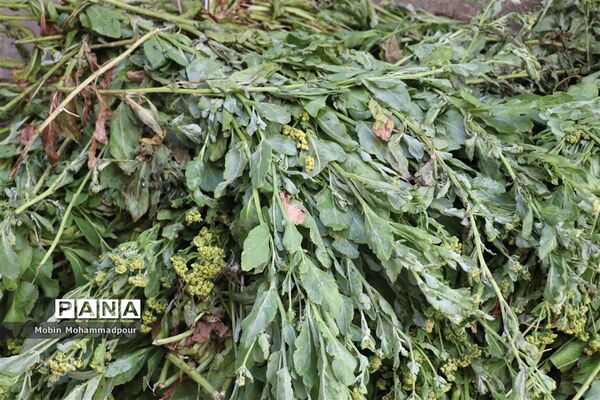 عرق گیری گیاه شاه اسپرم به روش سنتی  در تبریز
