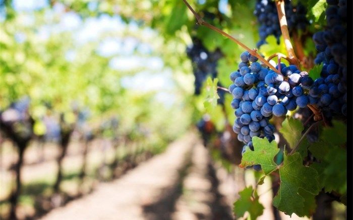 برداشت 45 هزار تن انگور در رباط کریم