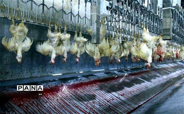 گوشت پرندگان چقدر گرانتر شده است؟