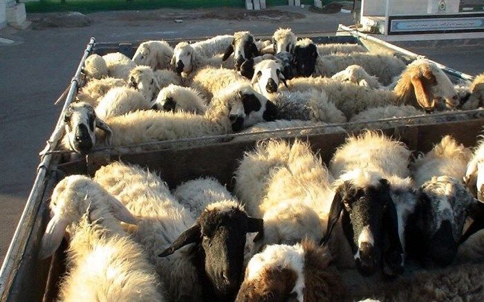 قیمت دام زنده در عید قربان