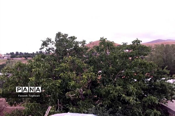 طبیعت زیبای دهستان قاضی کندی اوریاد