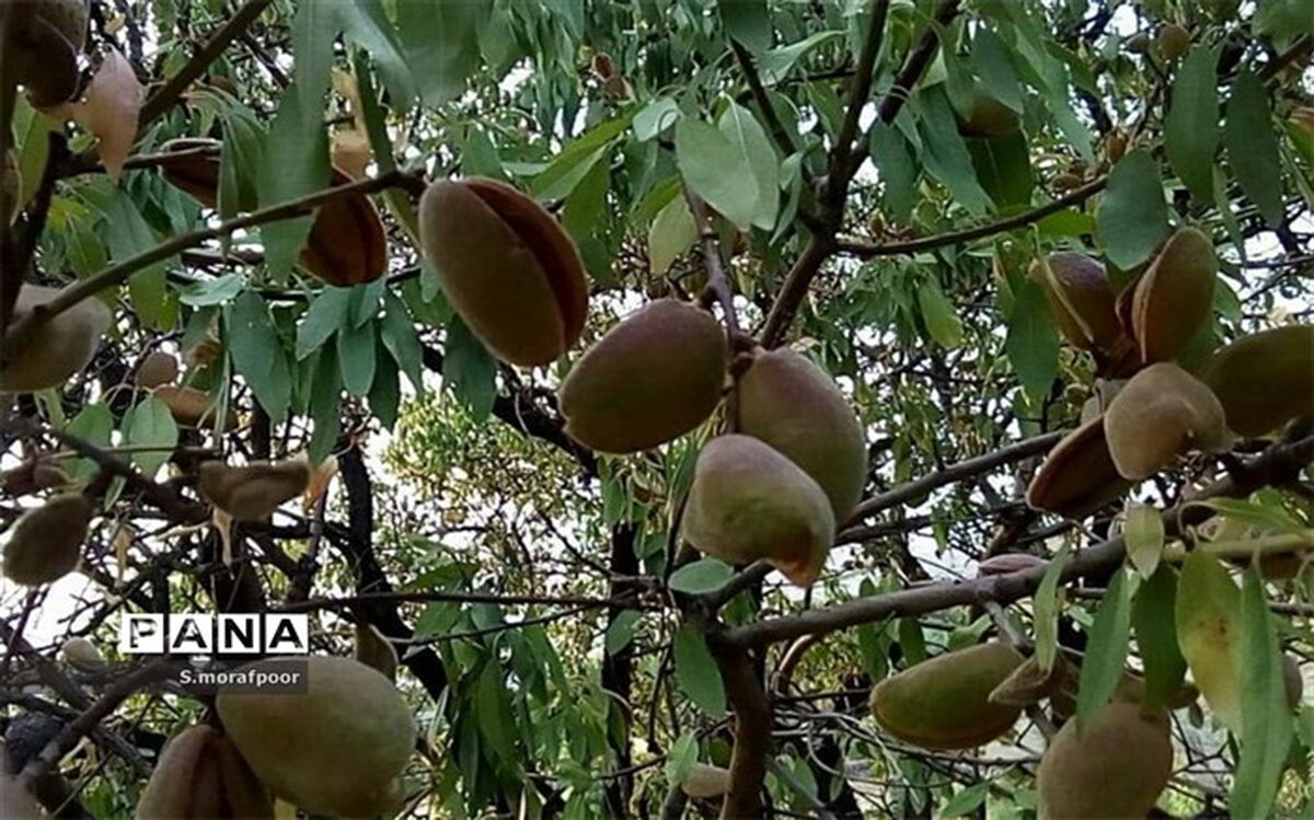 فصل برداشت بادام از راه رسید