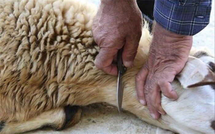مشارکت میلیاردی خیرین تهرانی برای اهدای نذورات در دهه ولایت