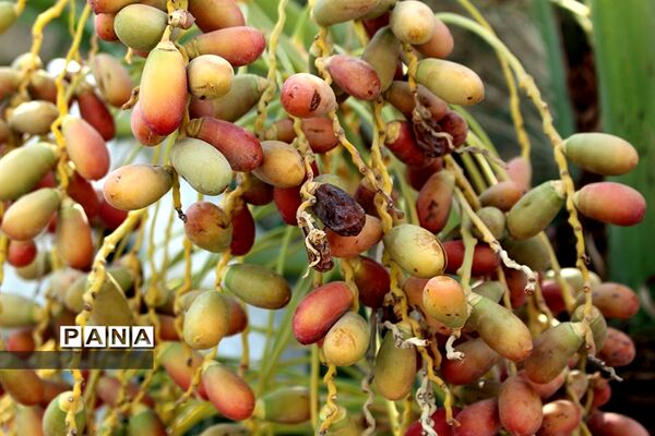 آیین اهدا ۲۰۰۰ عدد مخزن آب و اقلام بهداشتی ویژه مناطق محروم تنش آبی در خوزستان