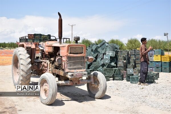برداشت  محصولات در شهر مراغه