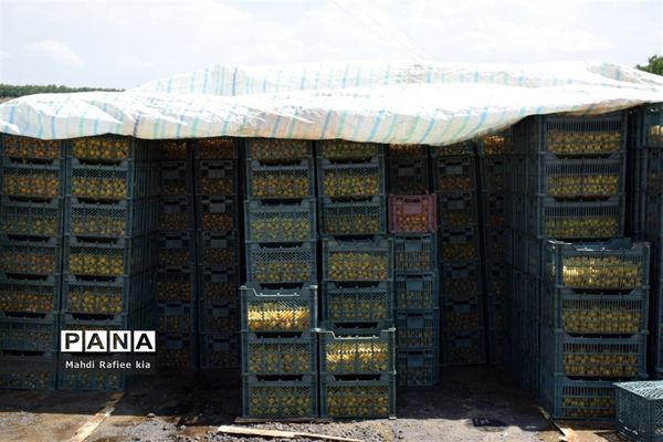 برداشت  محصولات در شهر مراغه