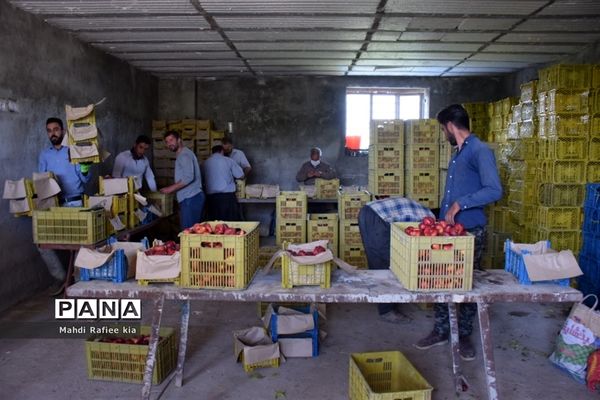 برداشت  محصولات در شهر مراغه