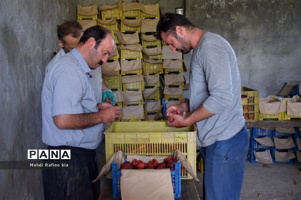 برداشت  محصولات در شهر مراغه