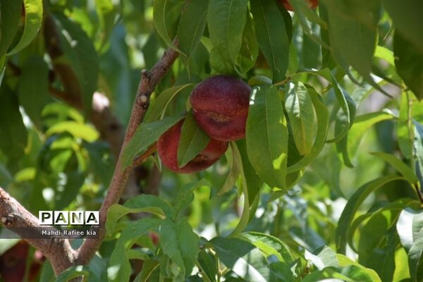 برداشت  محصولات در شهر مراغه