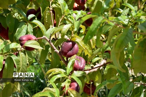 برداشت  محصولات در شهر مراغه