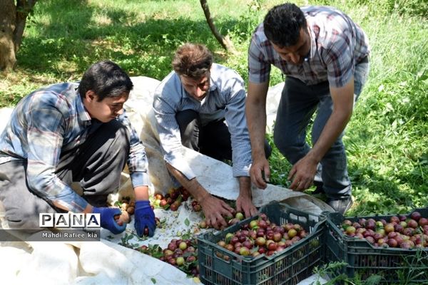 برداشت  محصولات در شهر مراغه
