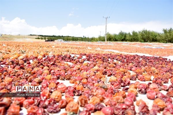 برداشت  محصولات در شهر مراغه