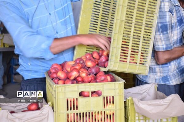 برداشت  محصولات در شهر مراغه