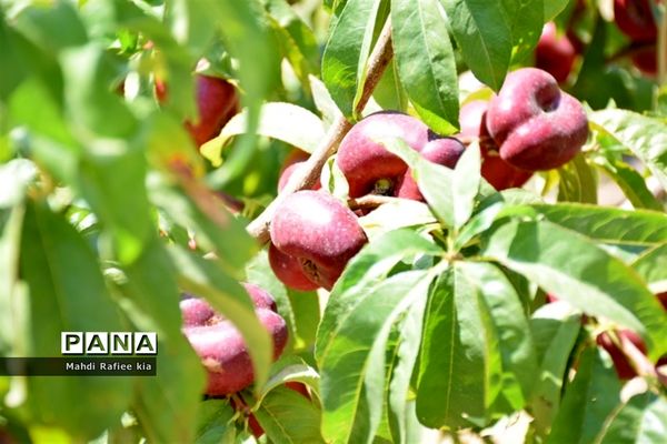 برداشت  محصولات در شهر مراغه